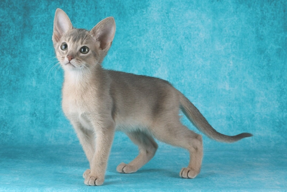 Абиссинский котенок голубого окраса.