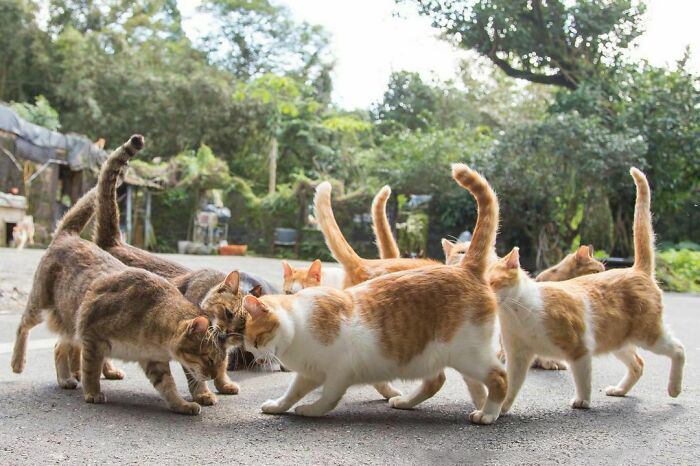 Бездомные коты со всего мира на уличных фотографиях японского фотографа коты,кошки,общество,питомцы,позитив,Токио,фотография,Япония