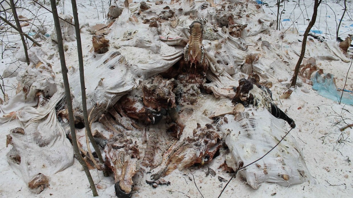 Ужасы Кировских лесов: местные жители находят вместо грибов кости животных