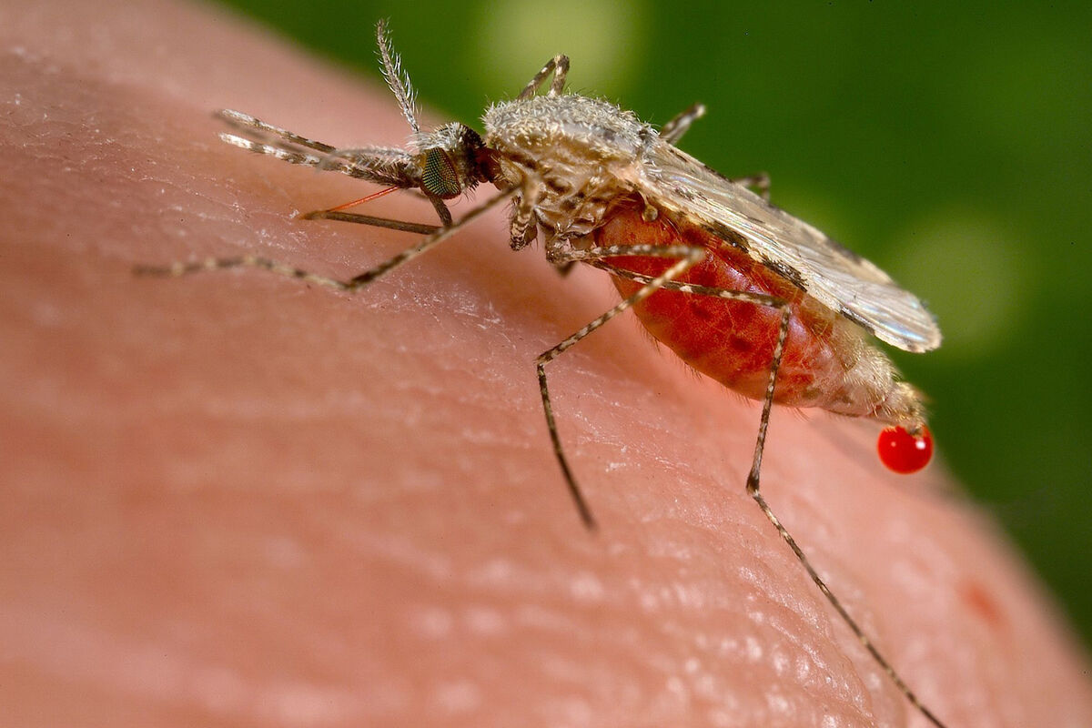 Врач Малышева: малярийных комаров в России уничтожают превентивно