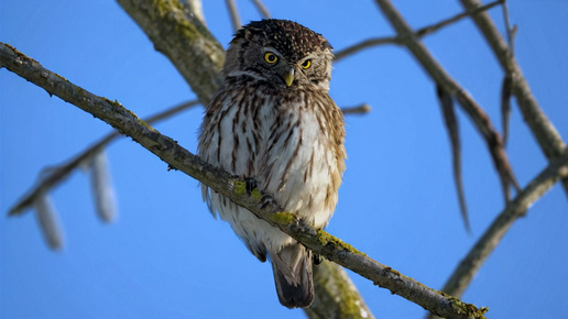 Все как у людей