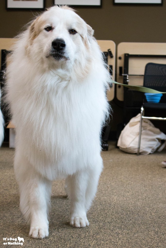 Ever wonder what it would be like to be in a room full of Great Pyrenees floof? Don't worry - we have plenty of pictures for you!