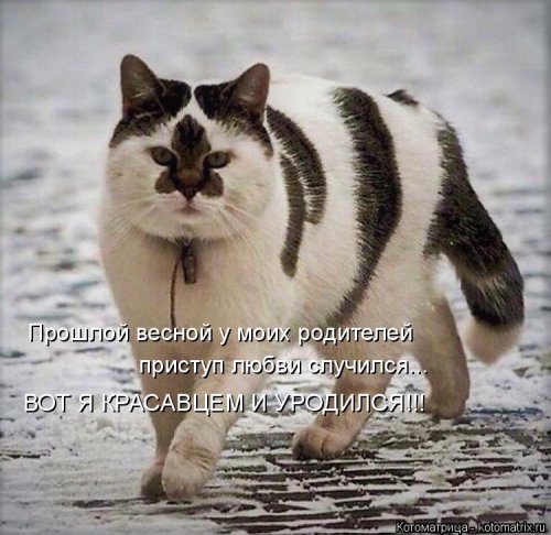 Лучшая котоматрица  