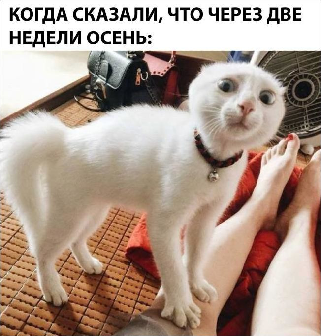 «»