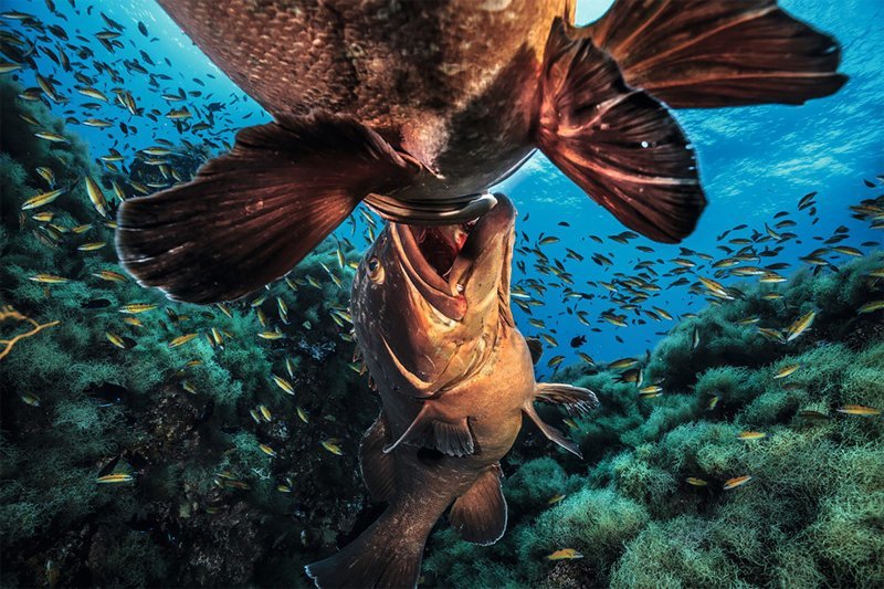 "Схватка больших рыб", Чиас Пуйоль Wildlife Photographer of the Year, животные, конкурс, мир, под водой, природа, фотография, фотомир