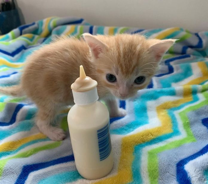 Без кота и жизнь не та