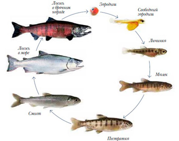 Почему во время нереста рыб. Жизненный цикл лососевых рыб. Цикл развития лососевой рыбы. Цикл жизни лососевых рыб. Лососеобразные горбуша.