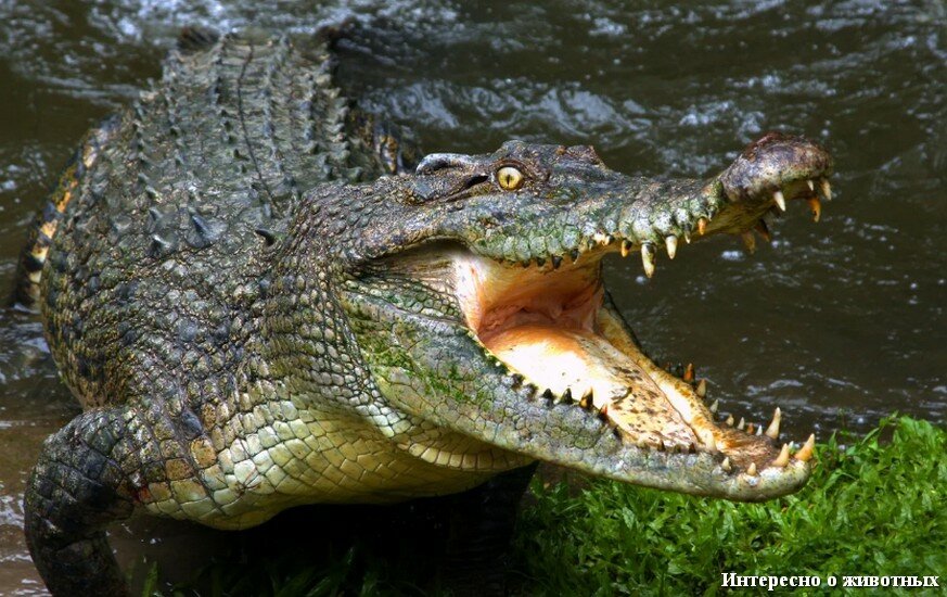 Просто крокодил