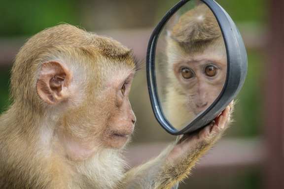 Что такое обезьянья оспа и как от нее защититься? Мнение ученых