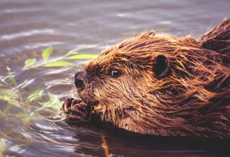 Как бобры отстояли свою плотину