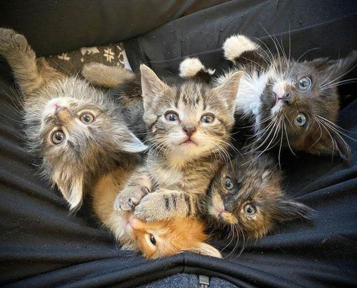 Без кота и жизнь не та