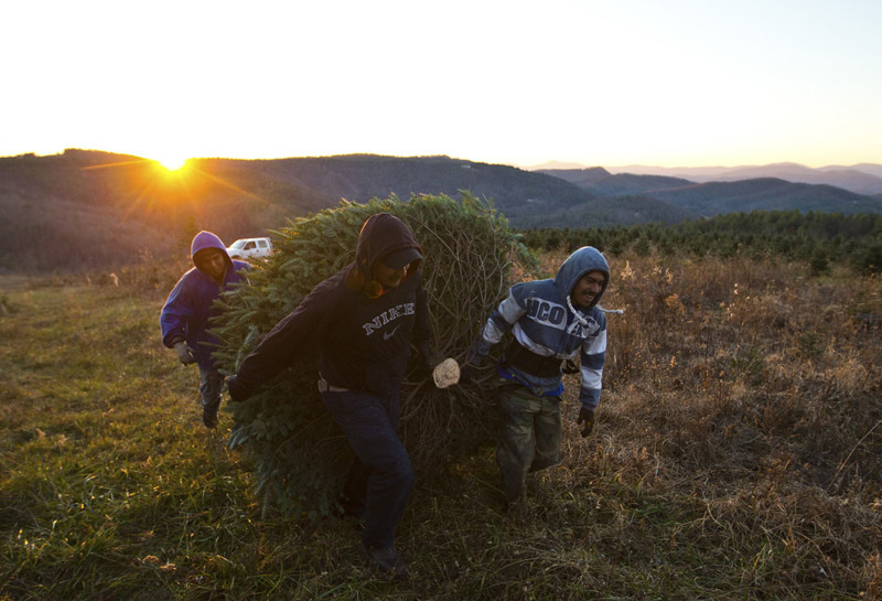 Рабочие тащат спиленное дерево к месту складирования. елка, ель, новогодняя елка