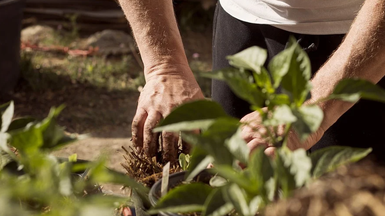 Дачников научили, как размножить на огороде удачный сорт