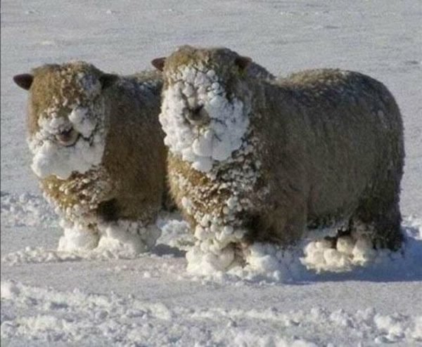 35 словечек о простых овечках: фото из жизни и бытия