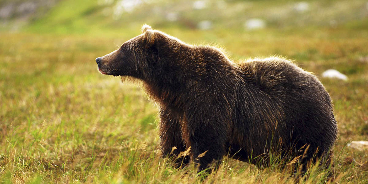 Медведь приморском крае. Бурый медведь в Приморском крае. Бурый медведь Уссурийская Тайга. Бурый медведь дальнего Востока. Бурый медведь в тундре.