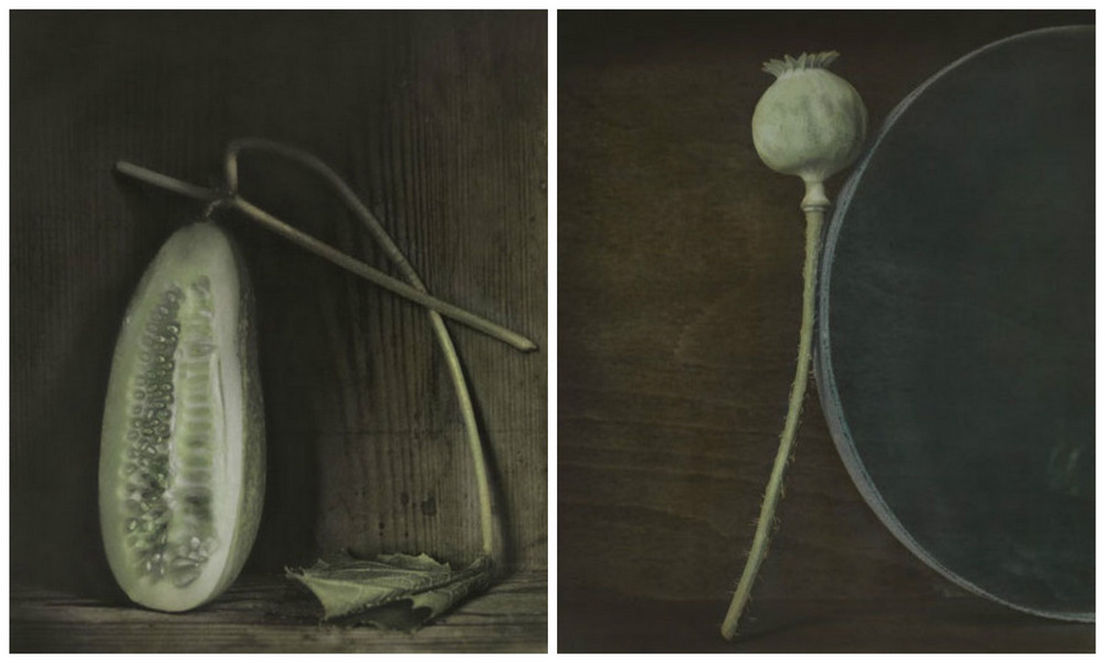 Как изящен кабачок! Удивительные натюрморты Ингара Краусса Как изящен кабачок! Удивительные натюрморты Ингара Краусса