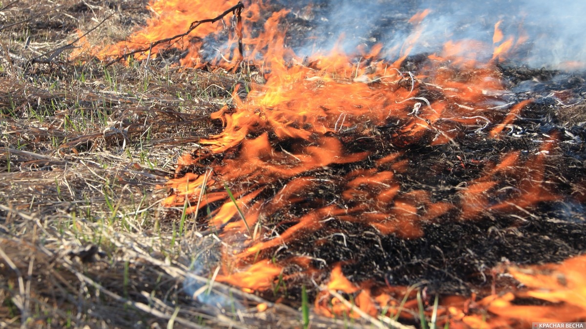 В Ростовской области выявили более тысячи возгораний природного характера