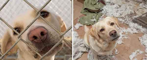 pet-adoption-before-and-after-7__880