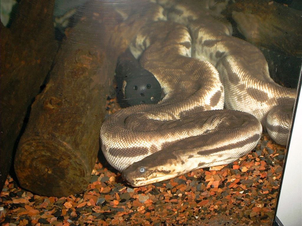 Яванская бородавчатая змея  (лат. Acrochordus javanicus) 