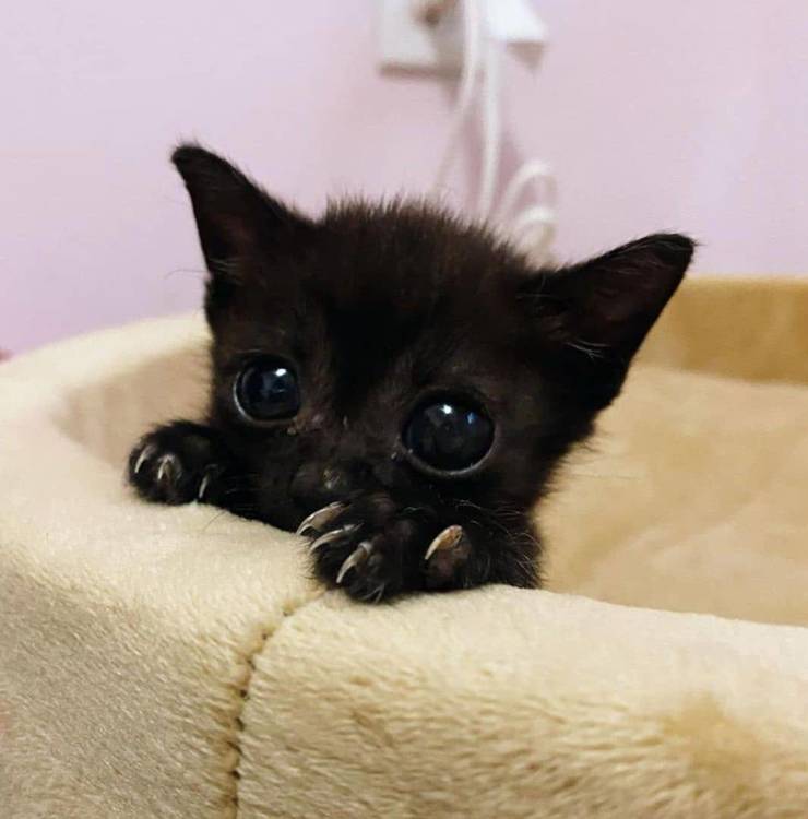 Подборка смешных картинок  приколы,смешные картинки,юмор