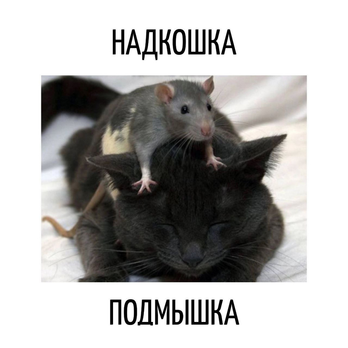 Анекдоты недели и совет от бабушки бильдербергский клуб