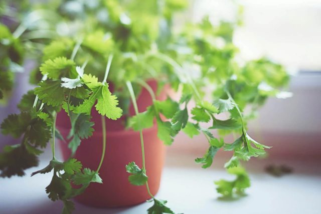 Кинза и кориандр — два названия одного растения дача,приправы,растения,сад и огород