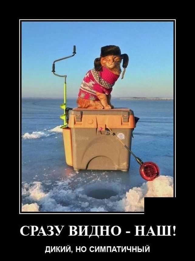 Веселые картинки для зарядки позитивчиком с утра Веселые картинки для зарядки позитивчиком с утра