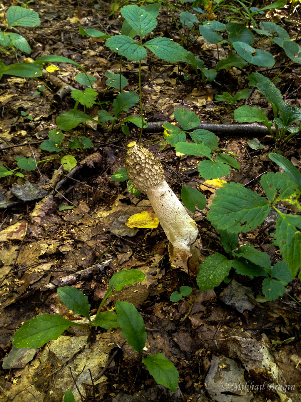 Загадочный гриб — тайны летнего леса гриба, который, очень, роста, Сморчок, иногда, Phallus, которые, цвета, ножка, может, далее, буквально, названия, толщиной, стадии, Веселка, белого, остается, impudicus