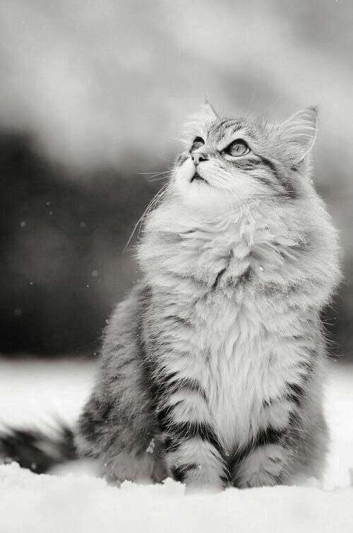 Классные и красивые фотографии для хорошего настроения 