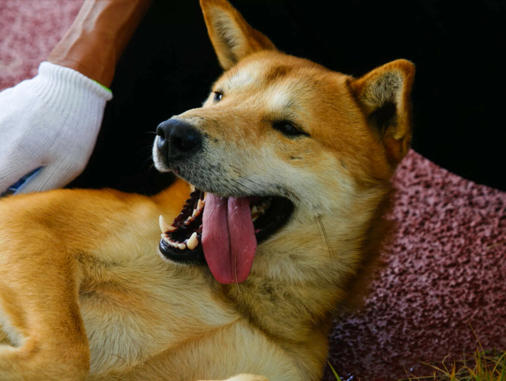 Корейская-собака-Джиндо-Динго