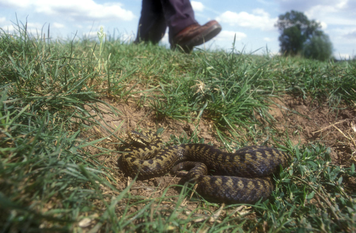 Затаившийся боец из подразделения Vipera berus — гадюка обыкновенная.