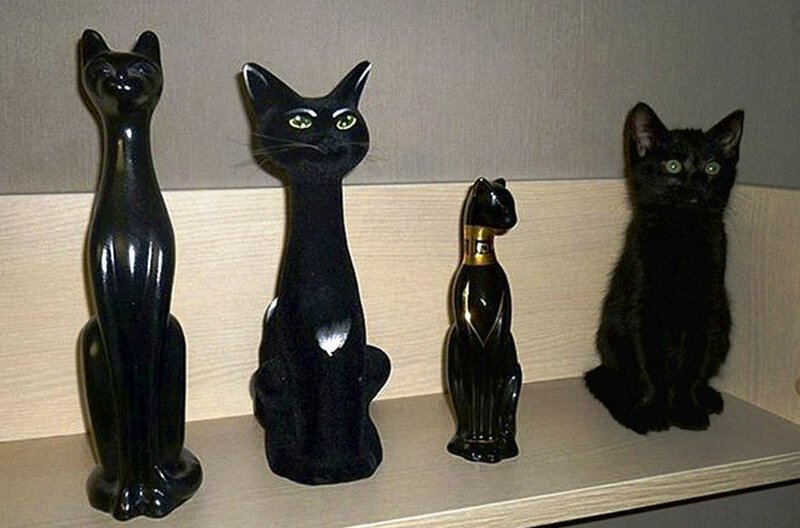 Животные, которые очень плохо играют в прятки Животные, которые очень плохо играют в прятки природа
