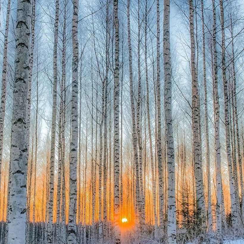 Фотограф доказал, что сказочные леса — обычное дело в Финляндии