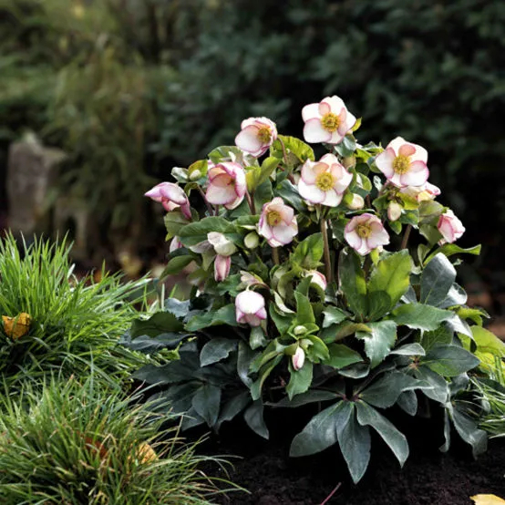 Морозник — цветок, который первым украсит ваш сад после холодов
