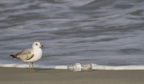 Рекордное количество пластика продолжается