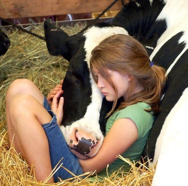 Cows Also Deserve Kindness