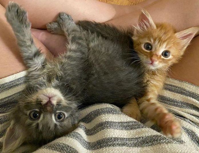 Без кота и жизнь не та