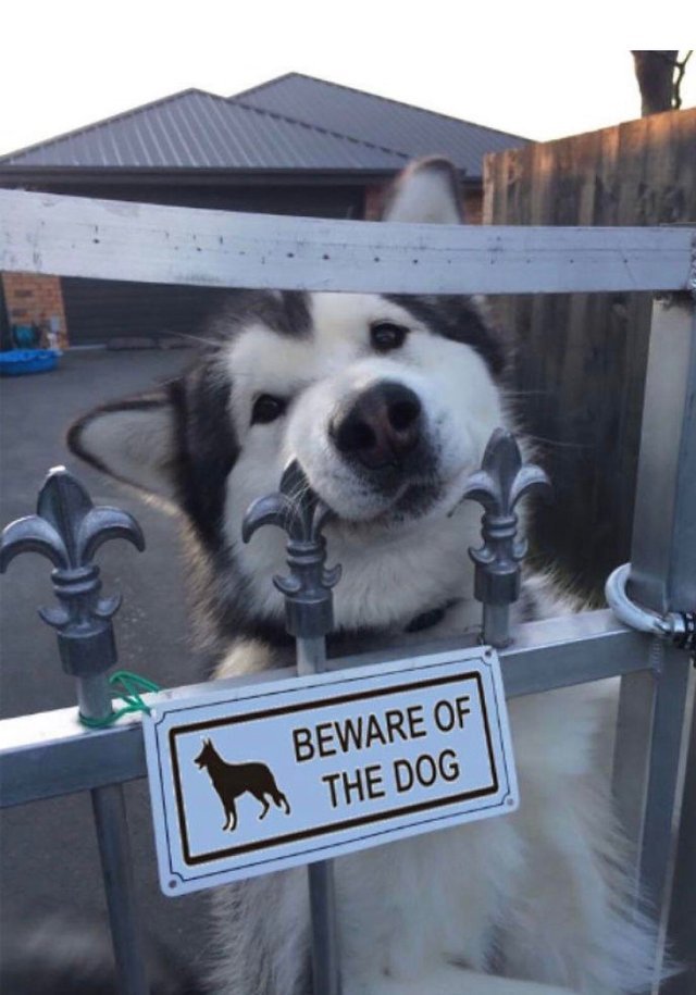 Безусловная любовь хозяев и домашних питомцев Безусловная любовь хозяев и домашних питомцев картинки