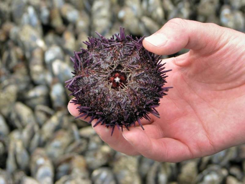 Морские ежи: фото, виды, описание, размножение и питание