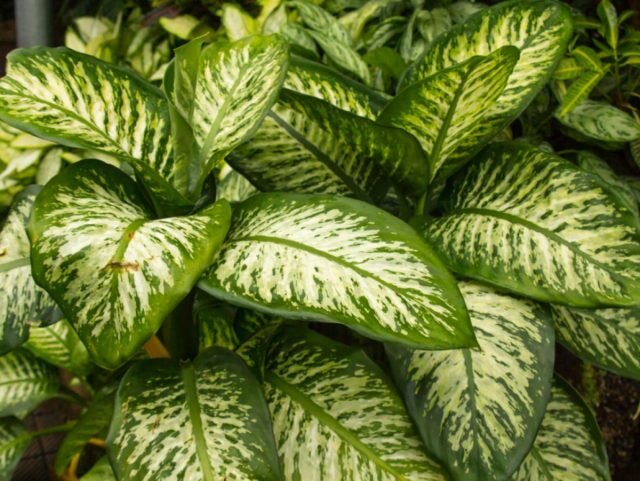 Диффенбахия «Мароба» (Dieffenbachia ‘Maroba’). © hgtv  📷
