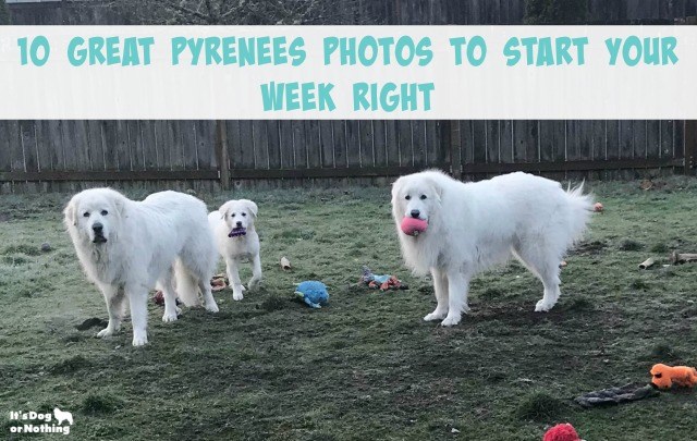 Need a little Monday pick me up? Check out these 10 photos of Great Pyrenees to get your week started right.