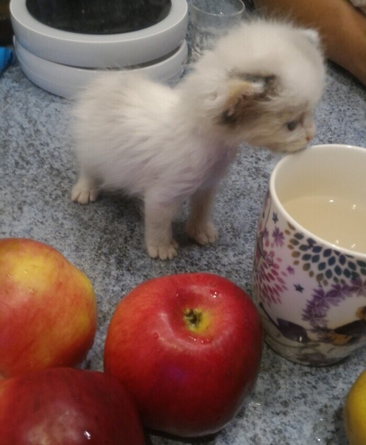 20+ добрых историй о том, как кот и человек однажды нашли друг друга 20+ добрых историй о том, как кот и человек однажды нашли друг друга