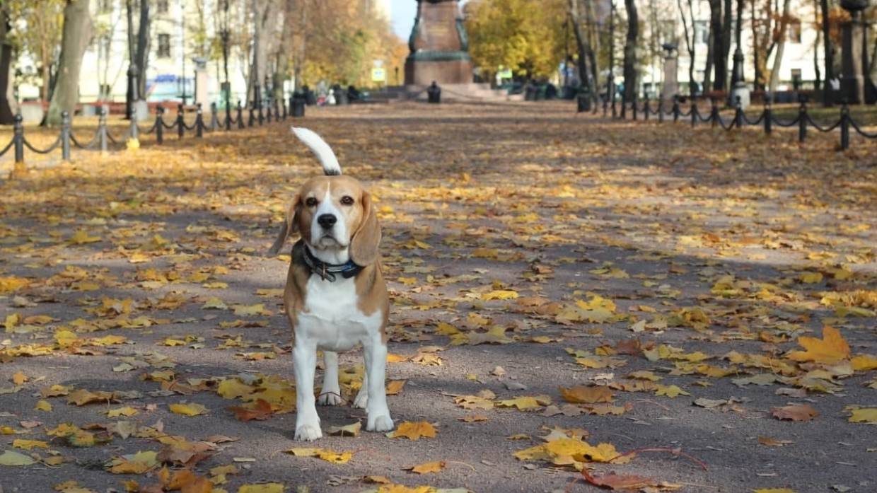 Кинолог Голубев дал советы выгуливающим чужих собак волонтерам