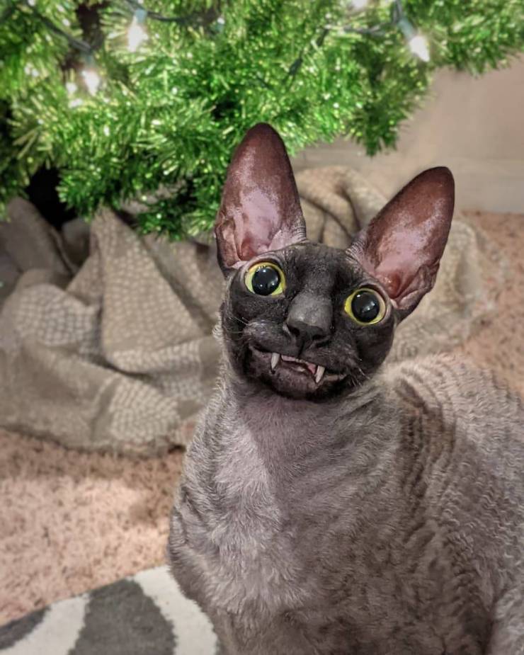 Подборка прикольных картинок  приколы,смешные картинки,юмор