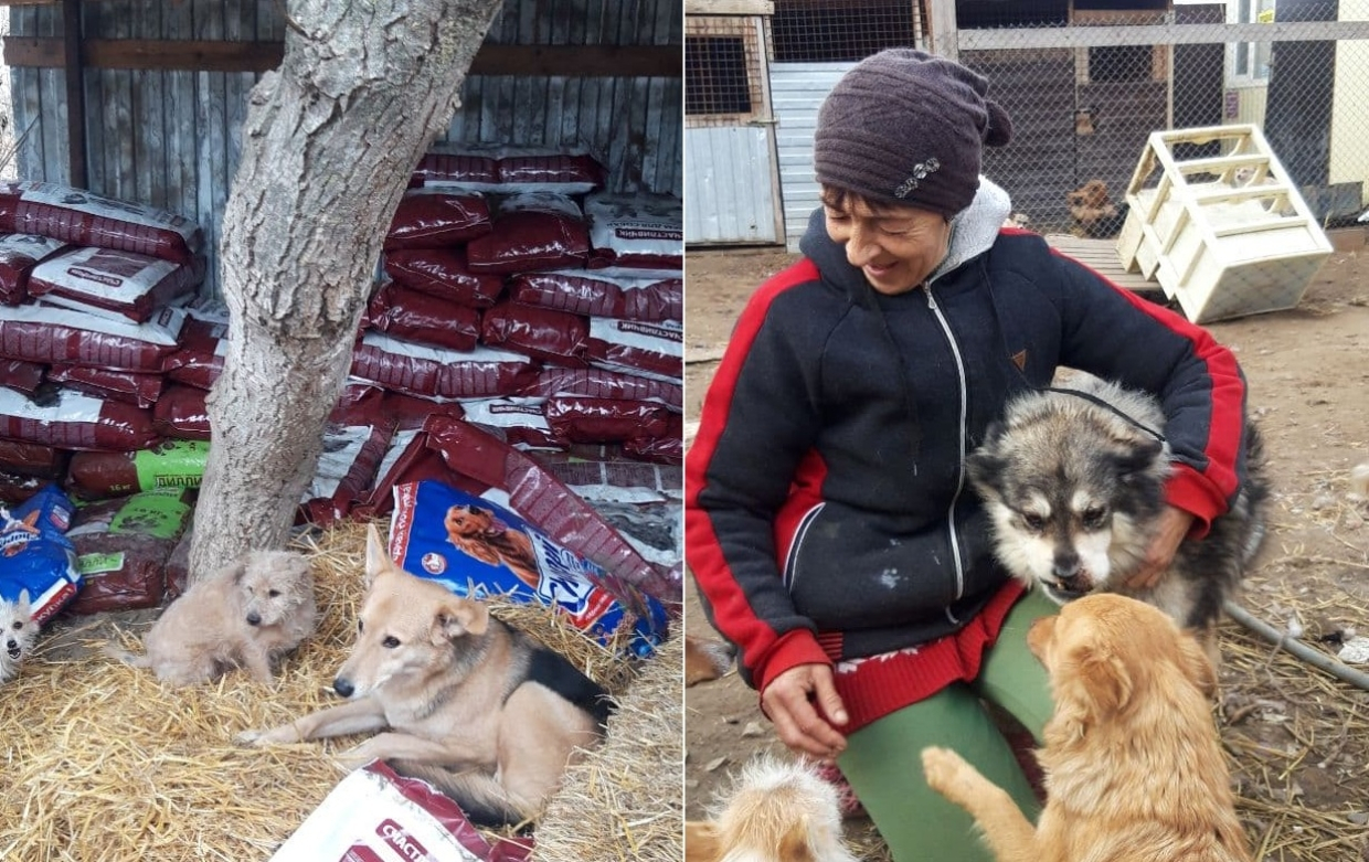 В Крыму начинают строительство приютов для собак