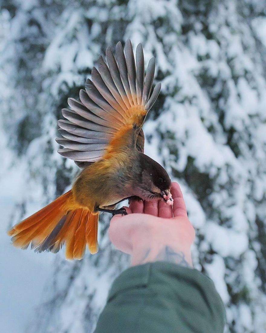Animal Photography
