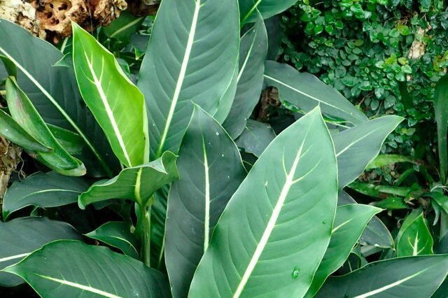 Диффенбахия Леопольда (Dieffenbachia leopoldii W.Bull). © moiugodya  📷
