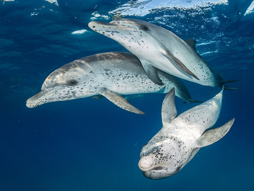 Дельфины в Бимини, Багамские острова