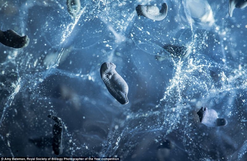 Развитие нейросистемы обычной лягушки. Кендал, Великобритания. Фотограф Эми Бейтман биология, макроснимки, макросъёмка, микрофотографии, микрофотография, претендент, фотоконкурс, фотоконкурсы. природа