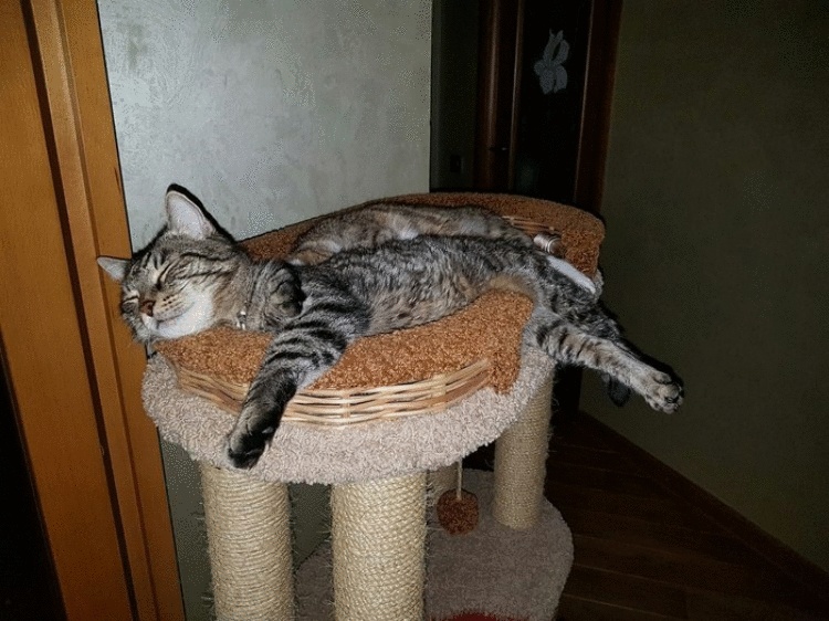 20 фотографий, доказывающих, что реальный мир может глючить так же, как и компьютерная игра 20 фотографий, доказывающих, что реальный мир может глючить так же, как и компьютерная игра